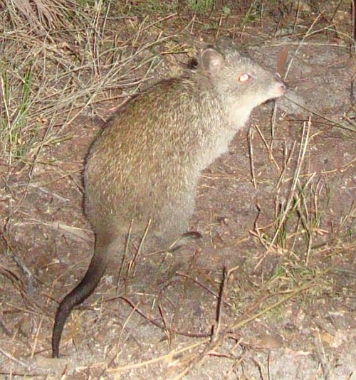 Long Nosed Potoroo   Long Nose Potaroo4 